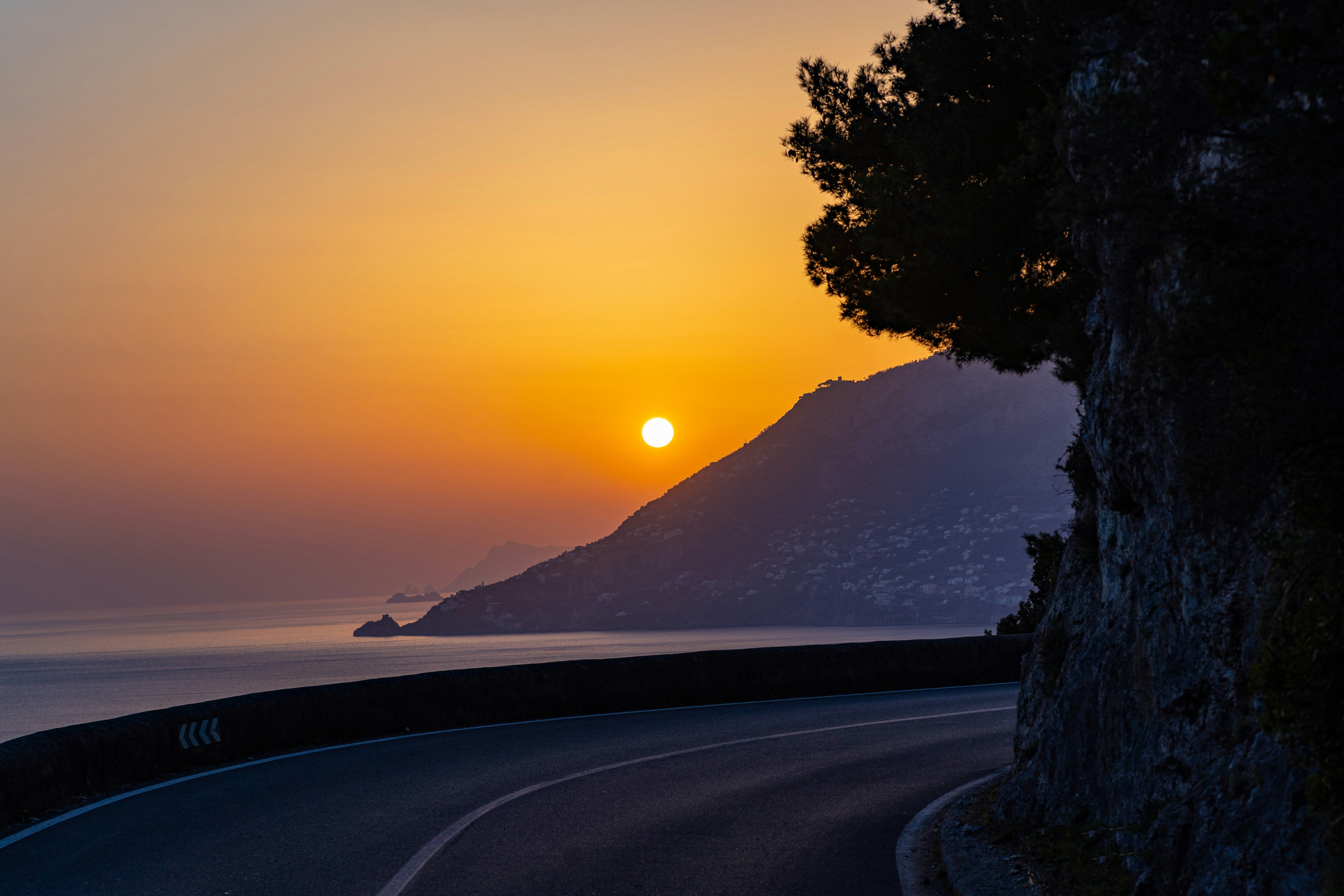 green tree on gray asphalt road during sunset