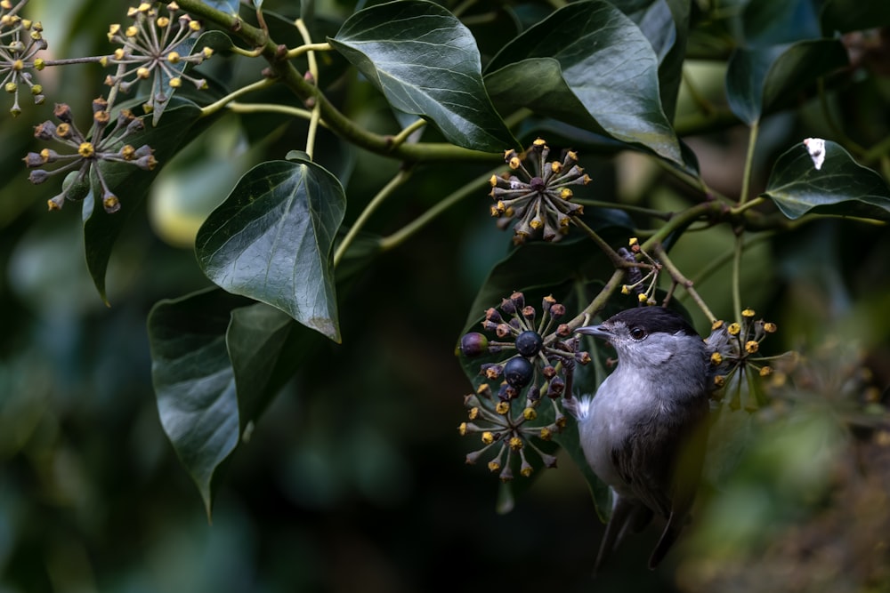 gray bird perched on green leaf during daytime