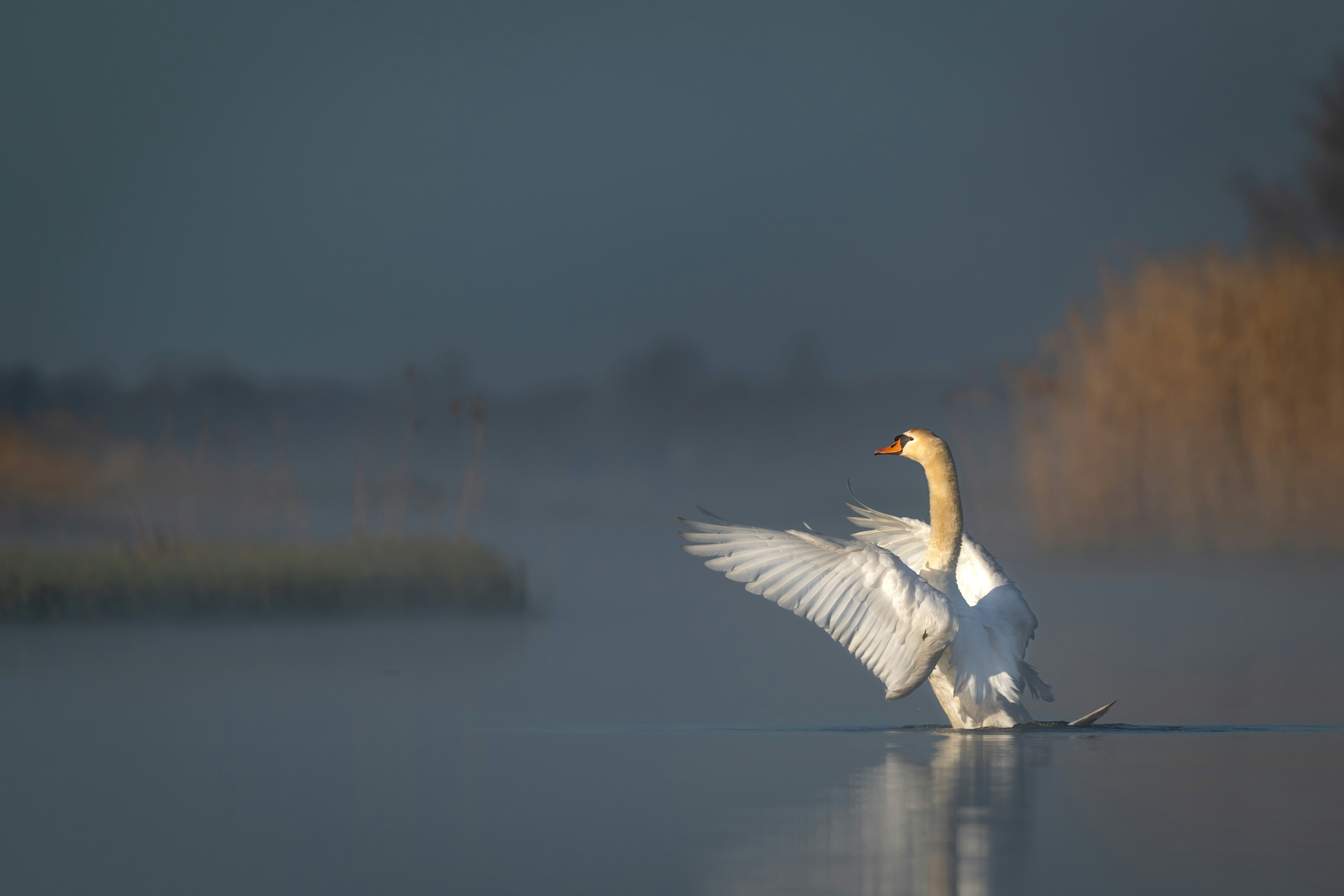 Photo by vincentvanzalinge