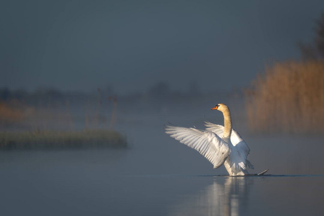 white duck on water during daytime