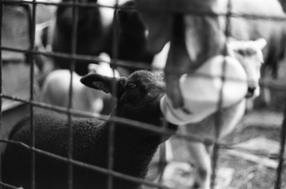 grayscale photo of a sheep