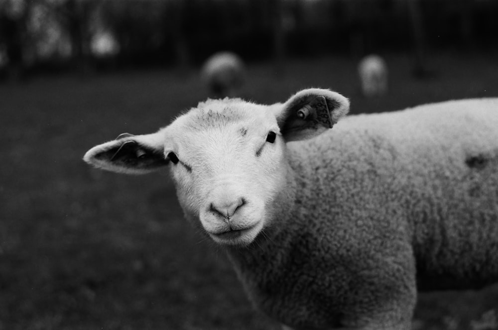 grayscale photo of sheep on field