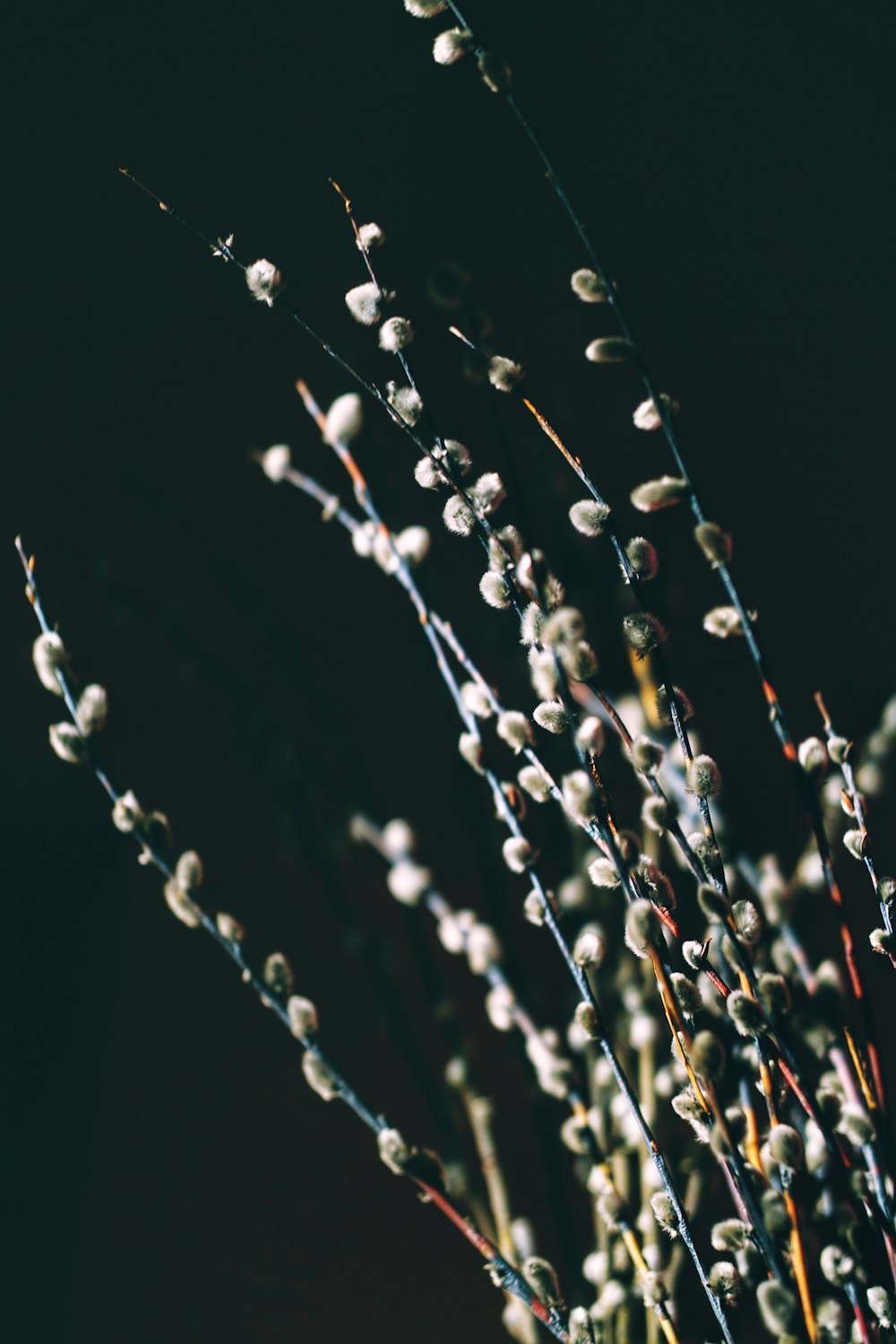 water droplets on spider web in close up photography