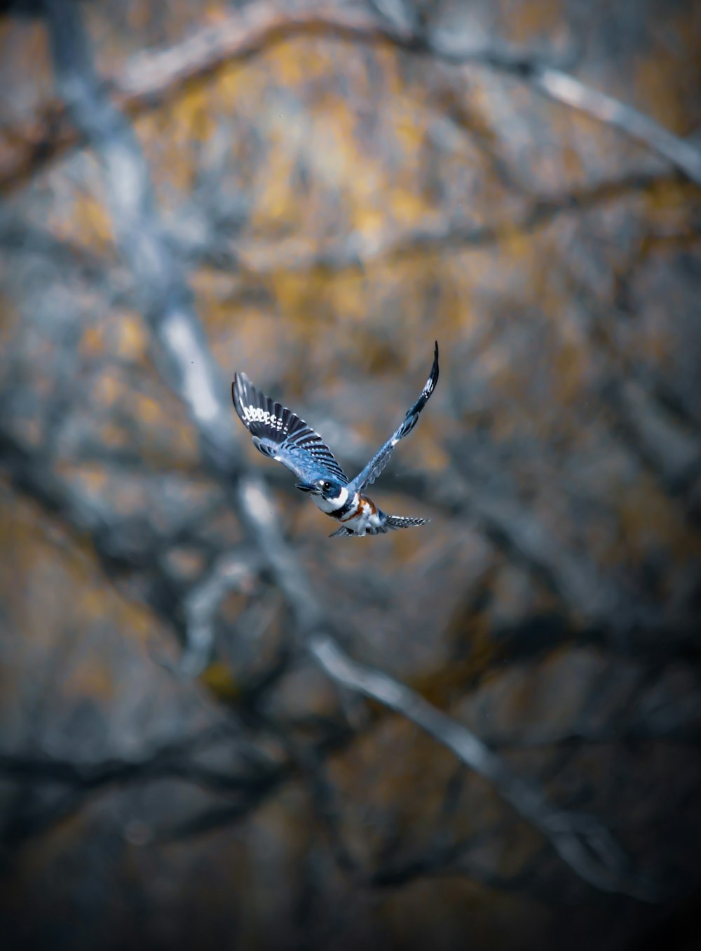 white and black bird flying on the sky