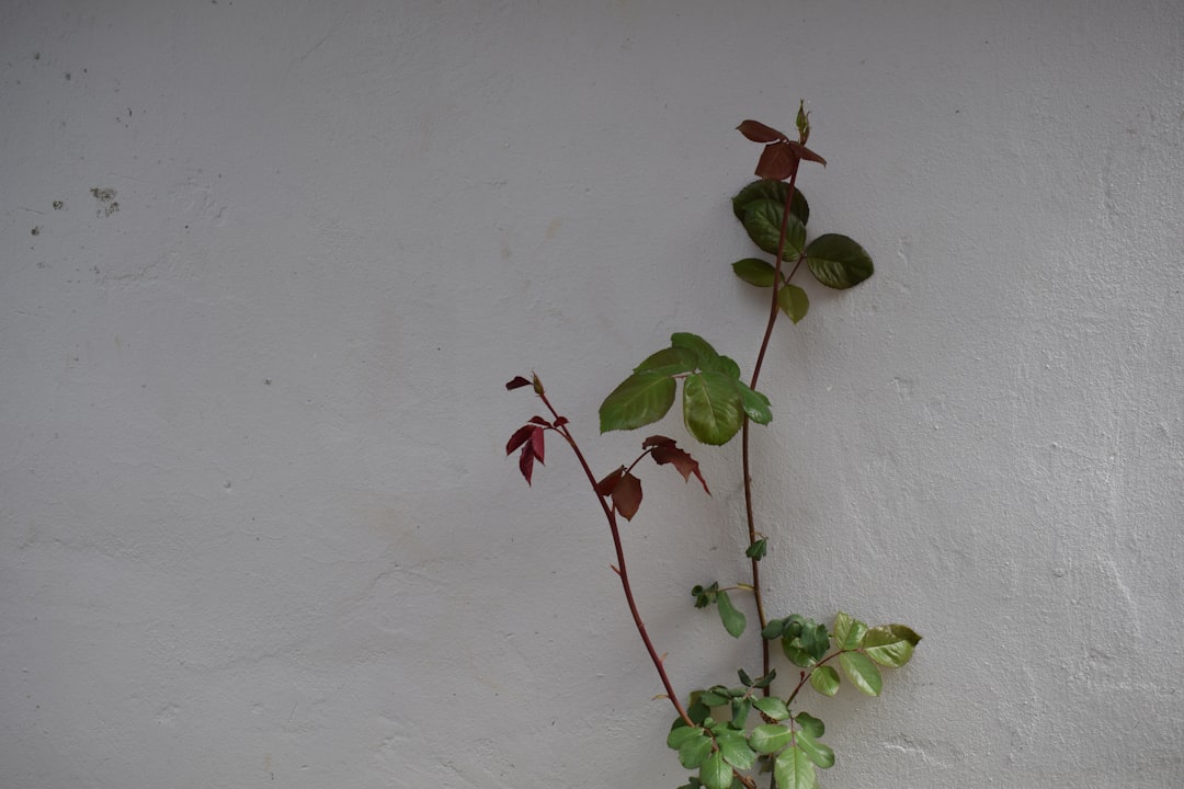 green and red plant on white wall