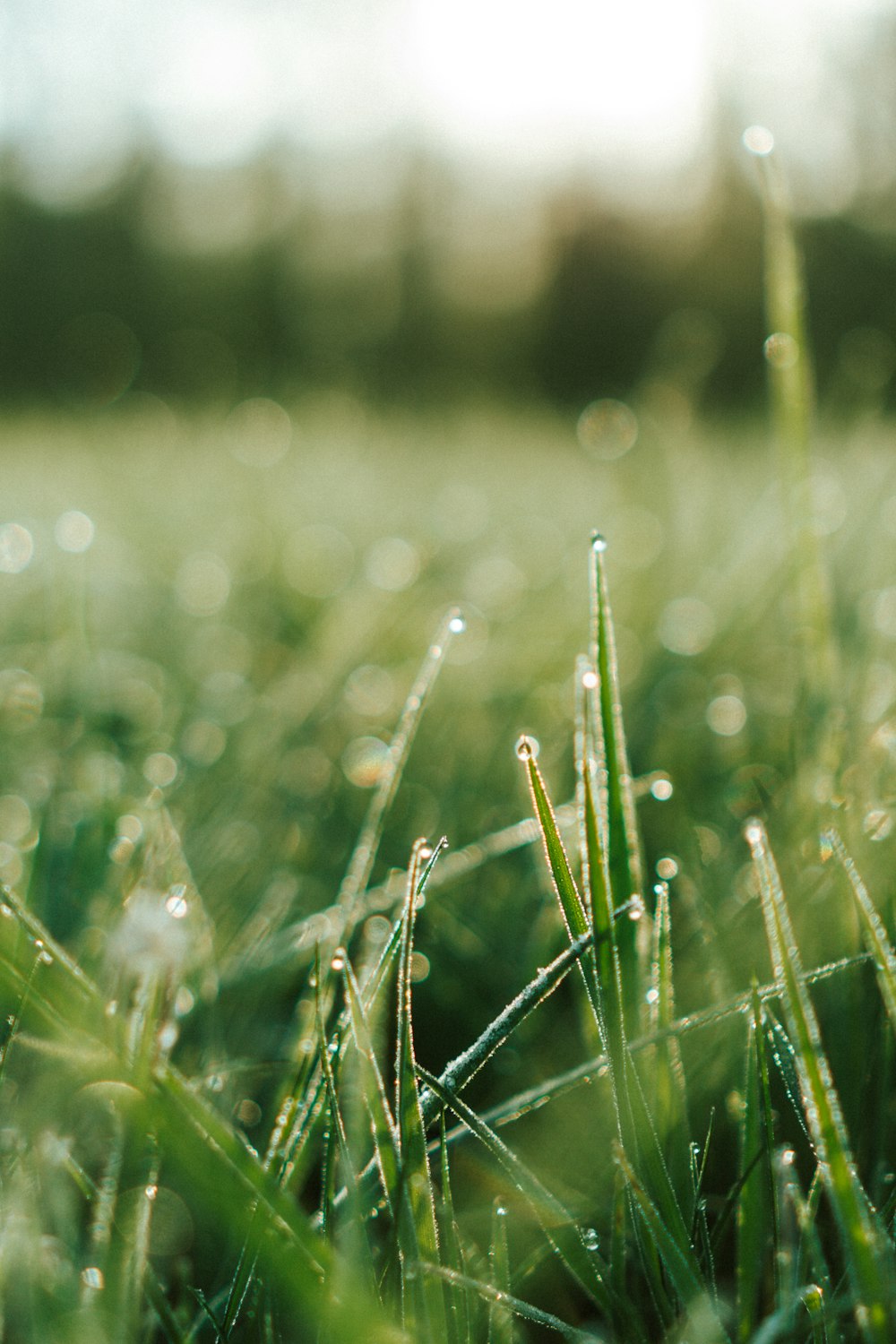 erba verde con goccioline d'acqua