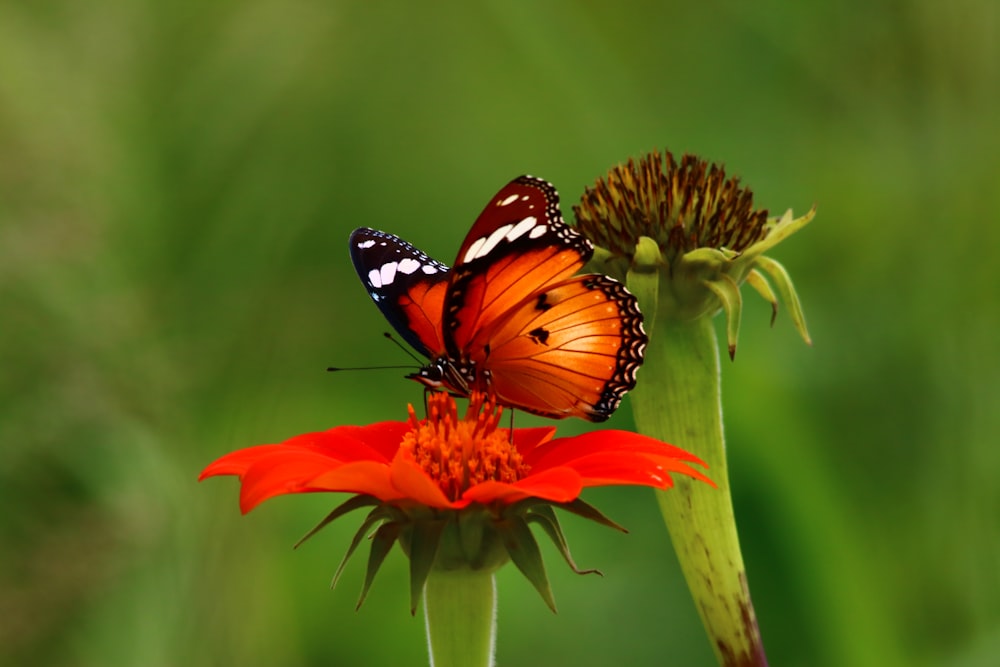 borboleta laranja preta e branca empoleirada na flor vermelha em fotografia de perto durante o dia