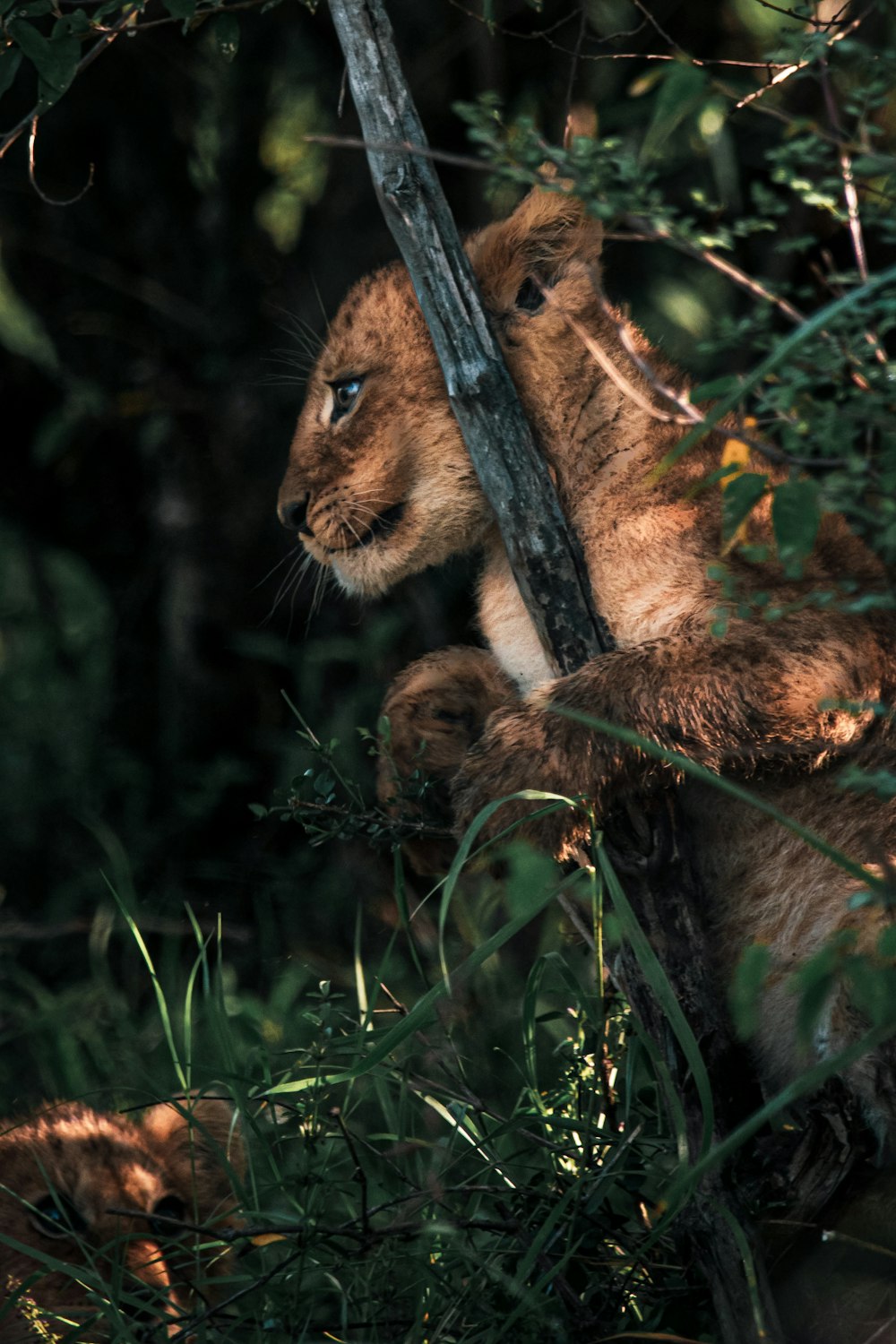 filhote de leão marrom na grama verde durante o dia