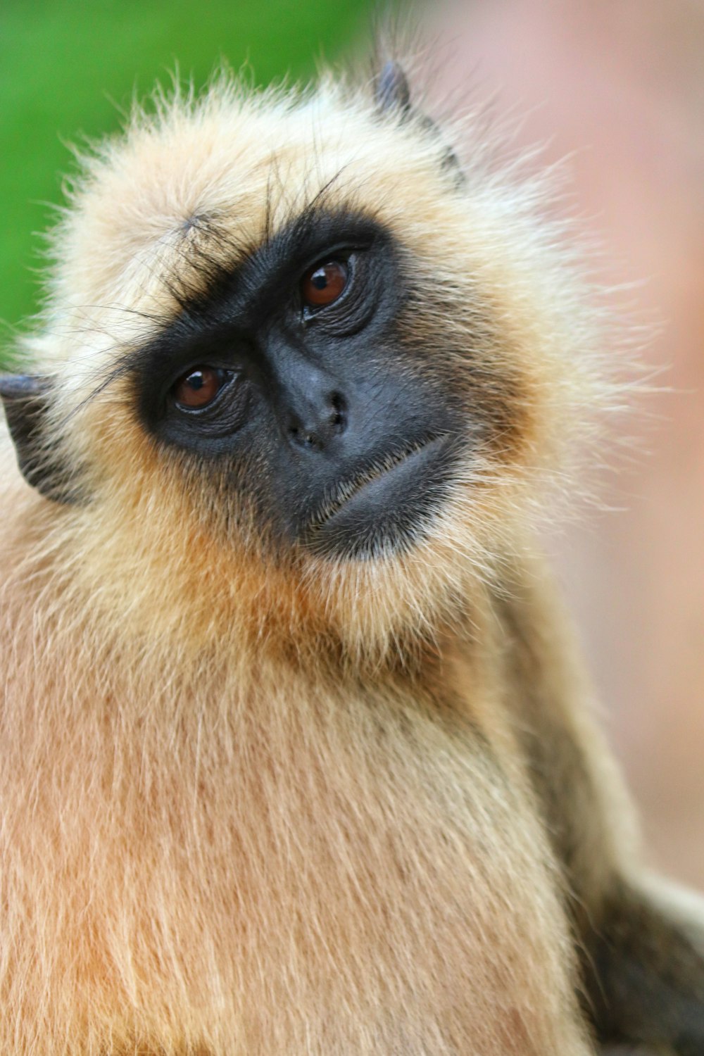 brown and black monkey in close up photography