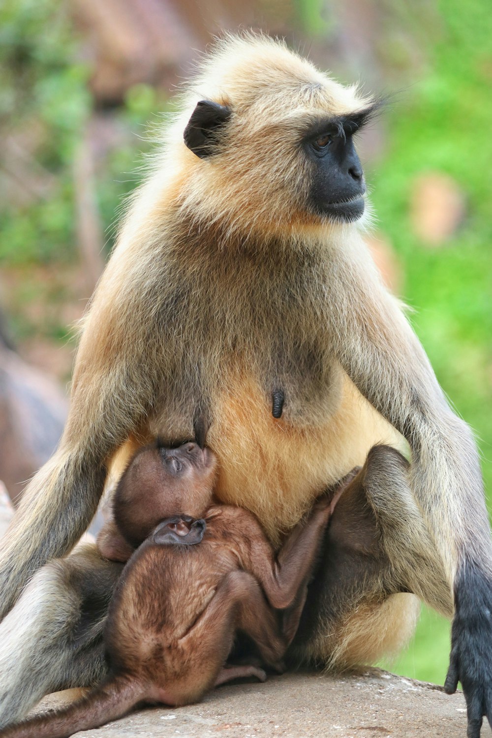 brown monkey sitting on tree branch during daytime