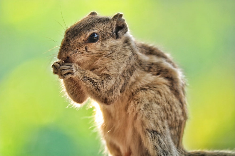 brown squirrel on brown tree branch during daytime