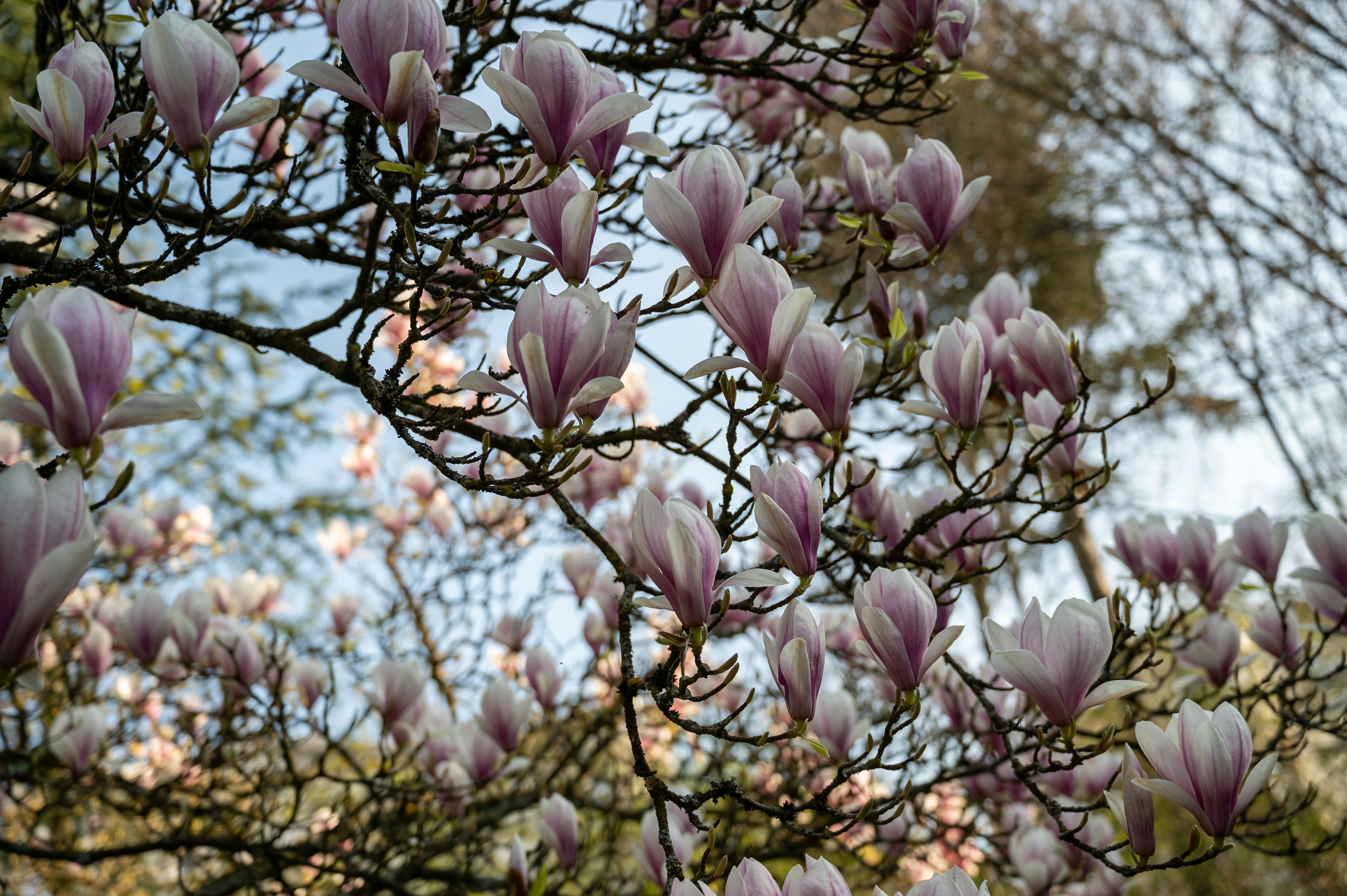 Flower 12 best free flower, wiesbaden, tier and spring photos on Unsplash