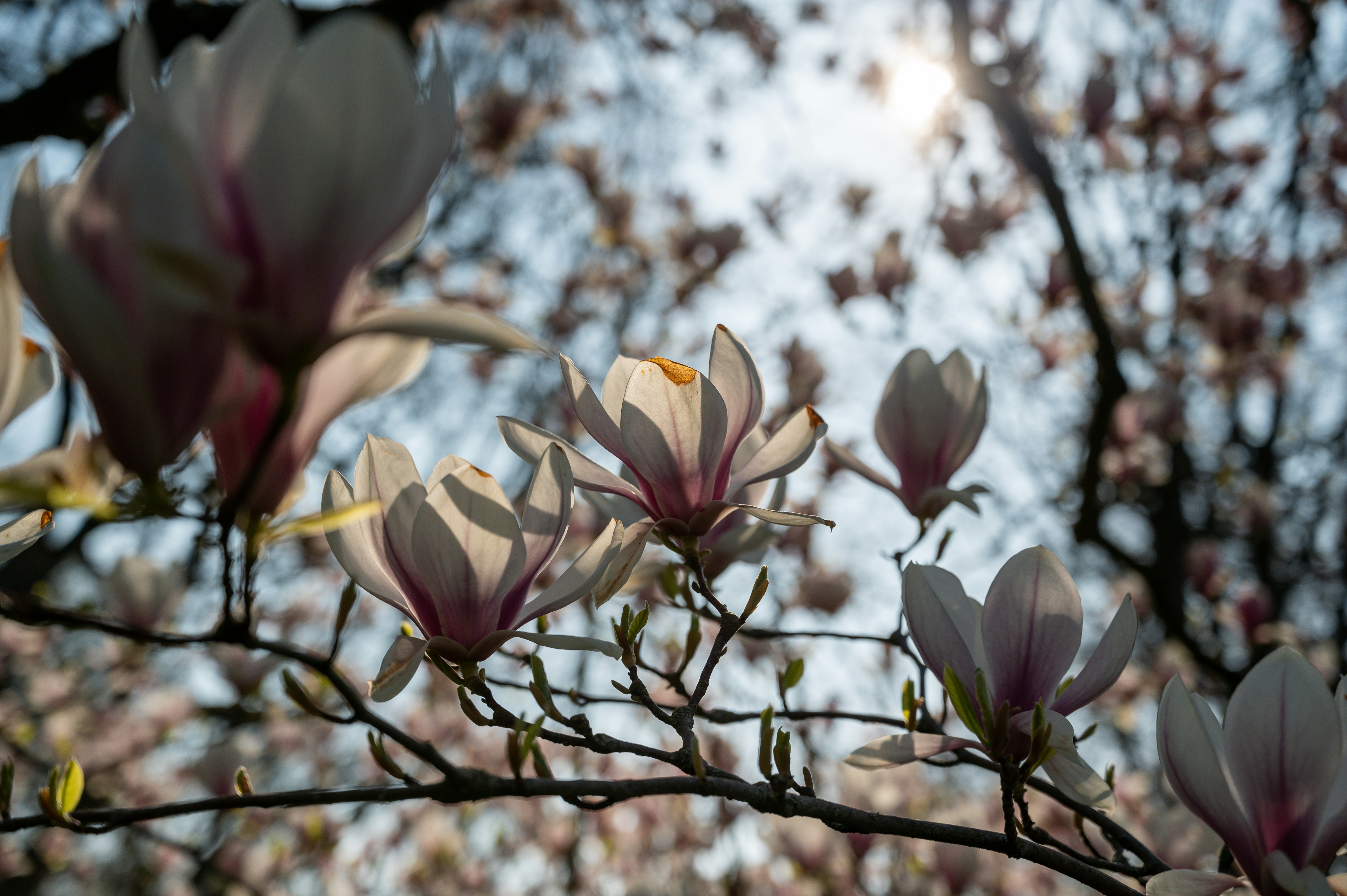 Flower 12 best free flower, wiesbaden, tier and spring photos on Unsplash