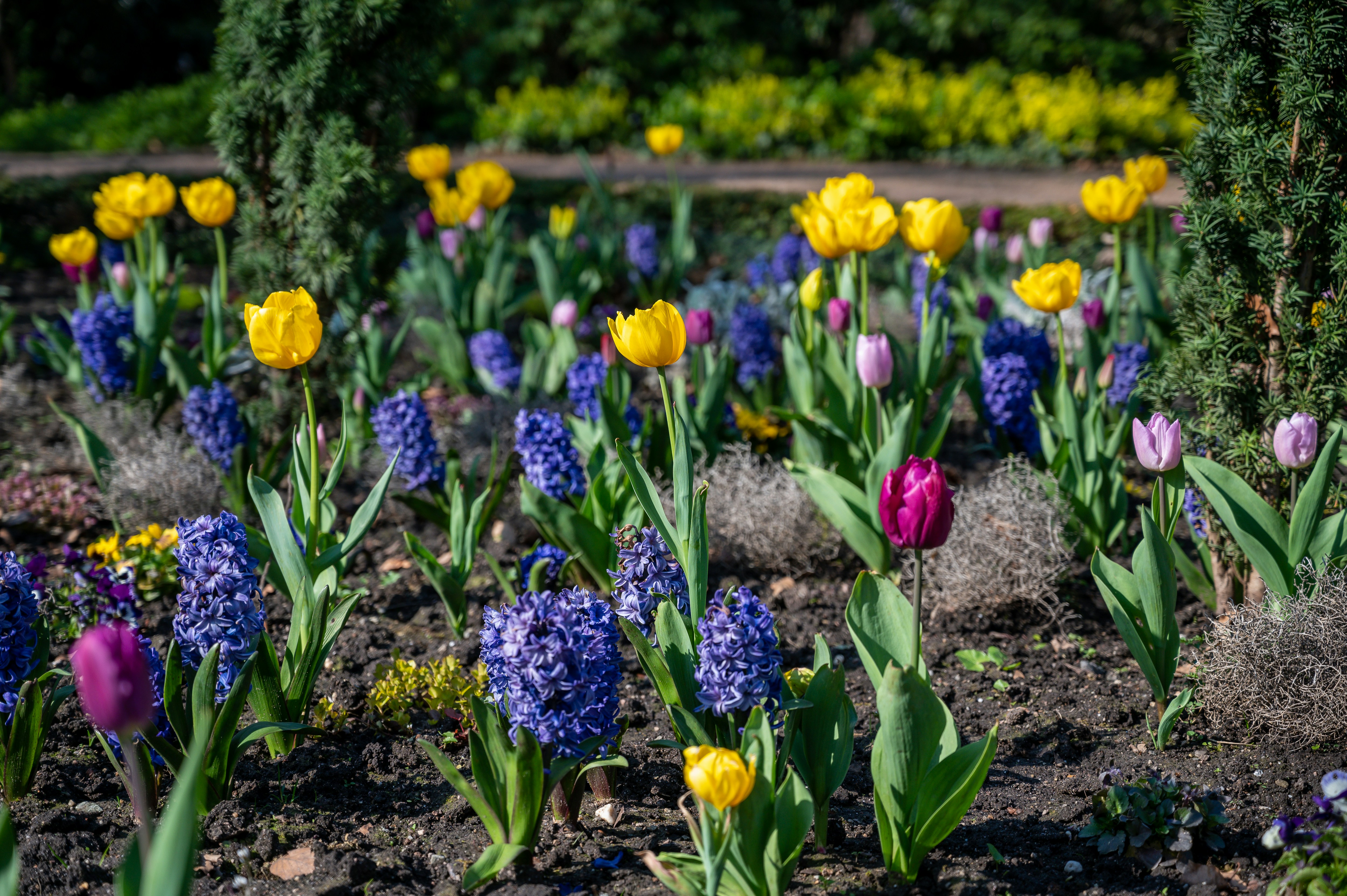 Flower 12 best free flower, wiesbaden, tier and spring photos on Unsplash