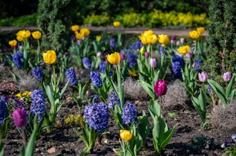 A vibrant garden featuring a mix of colorful tulips and hyacinths. The flowers are in full bloom, displaying rich yellows, pinks, purples, and blues scattered across a well-maintained flower bed. Tall green trees provide a natural backdrop, and the garden conveys a sense of fresh springtime growth.