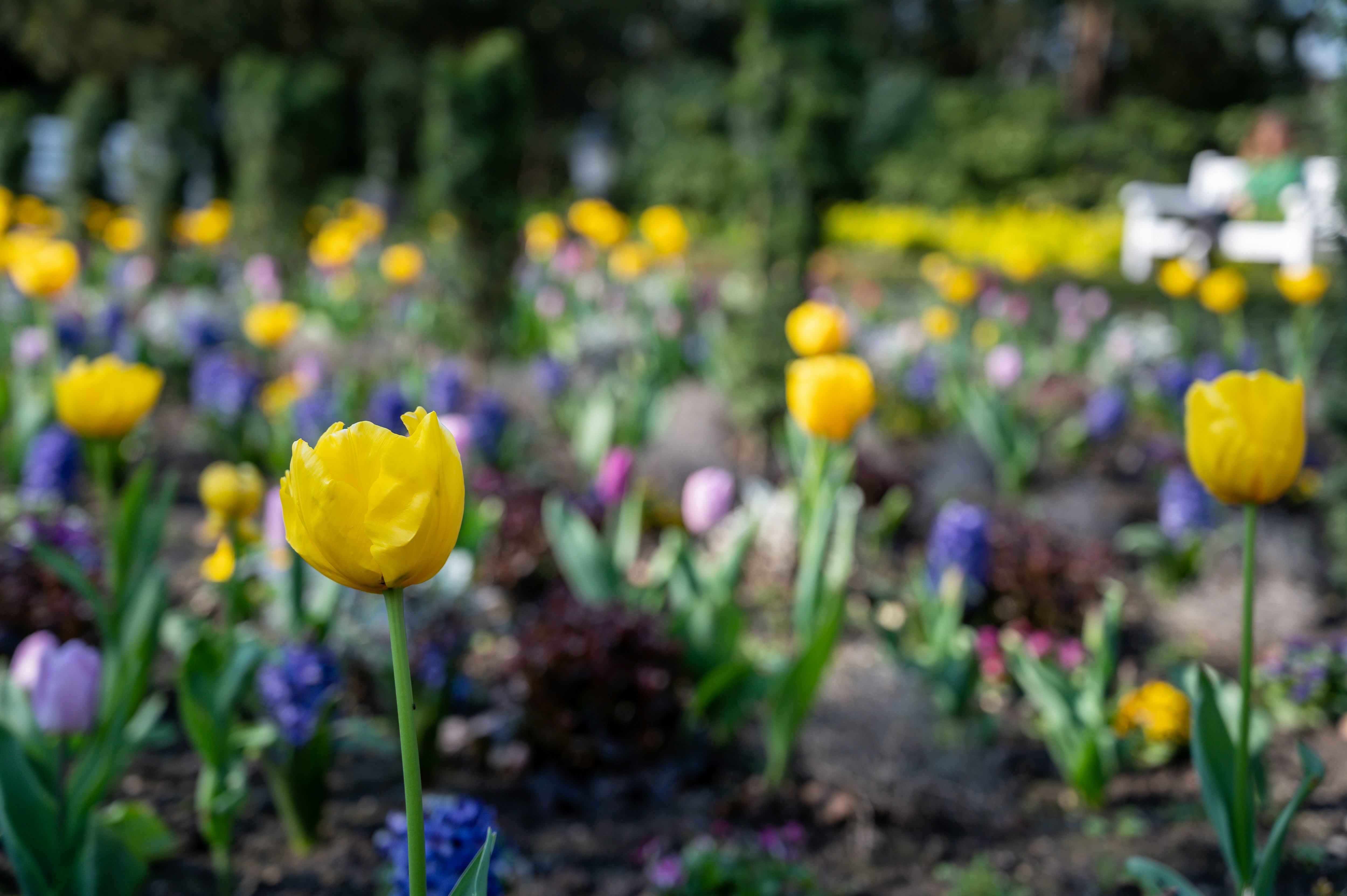 Flower 12 best free flower, wiesbaden, tier and spring photos on Unsplash