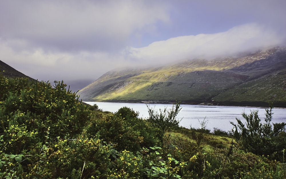 green trees near body of water during daytime