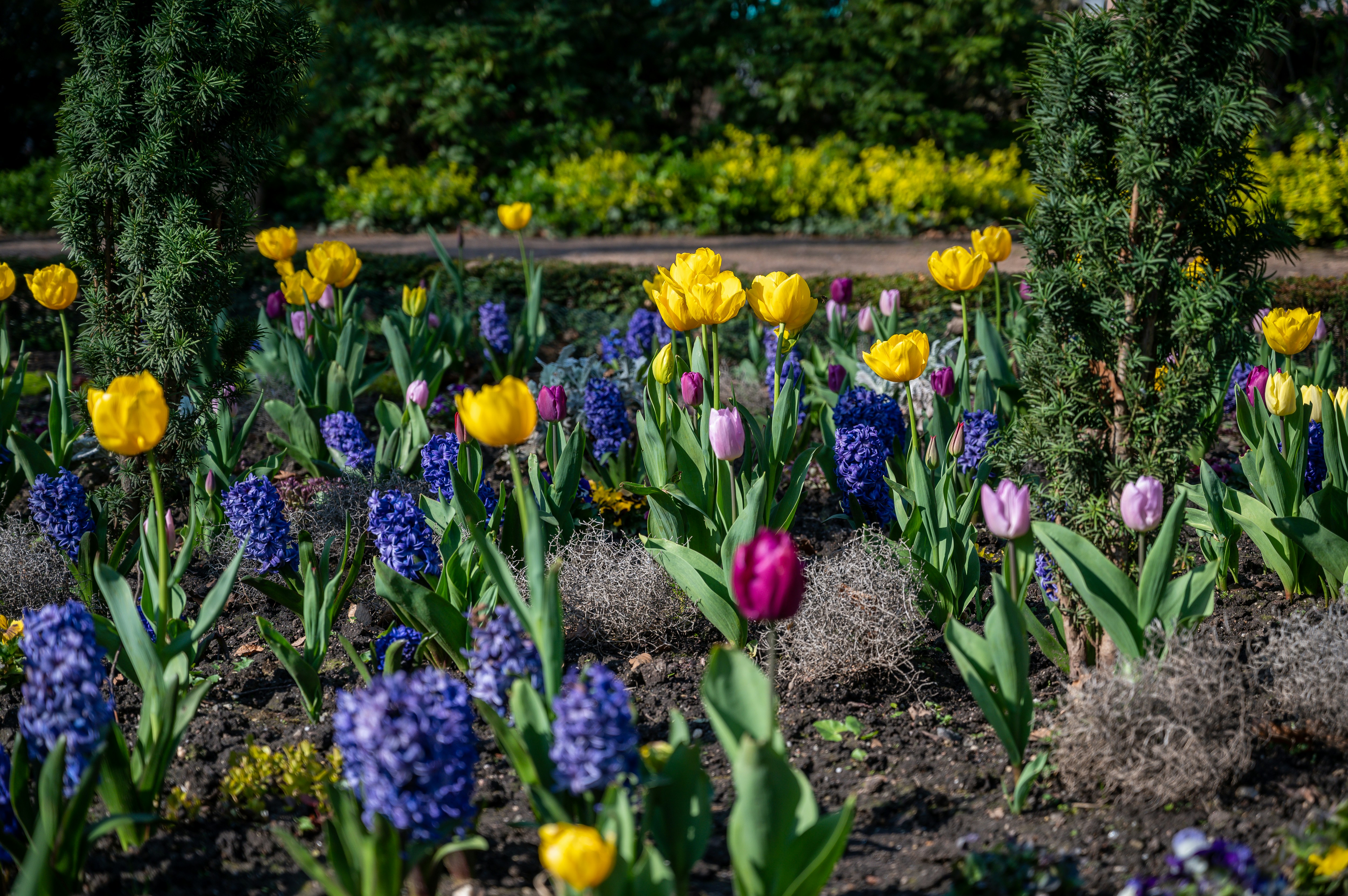 Flower 12 best free flower, wiesbaden, tier and spring photos on Unsplash