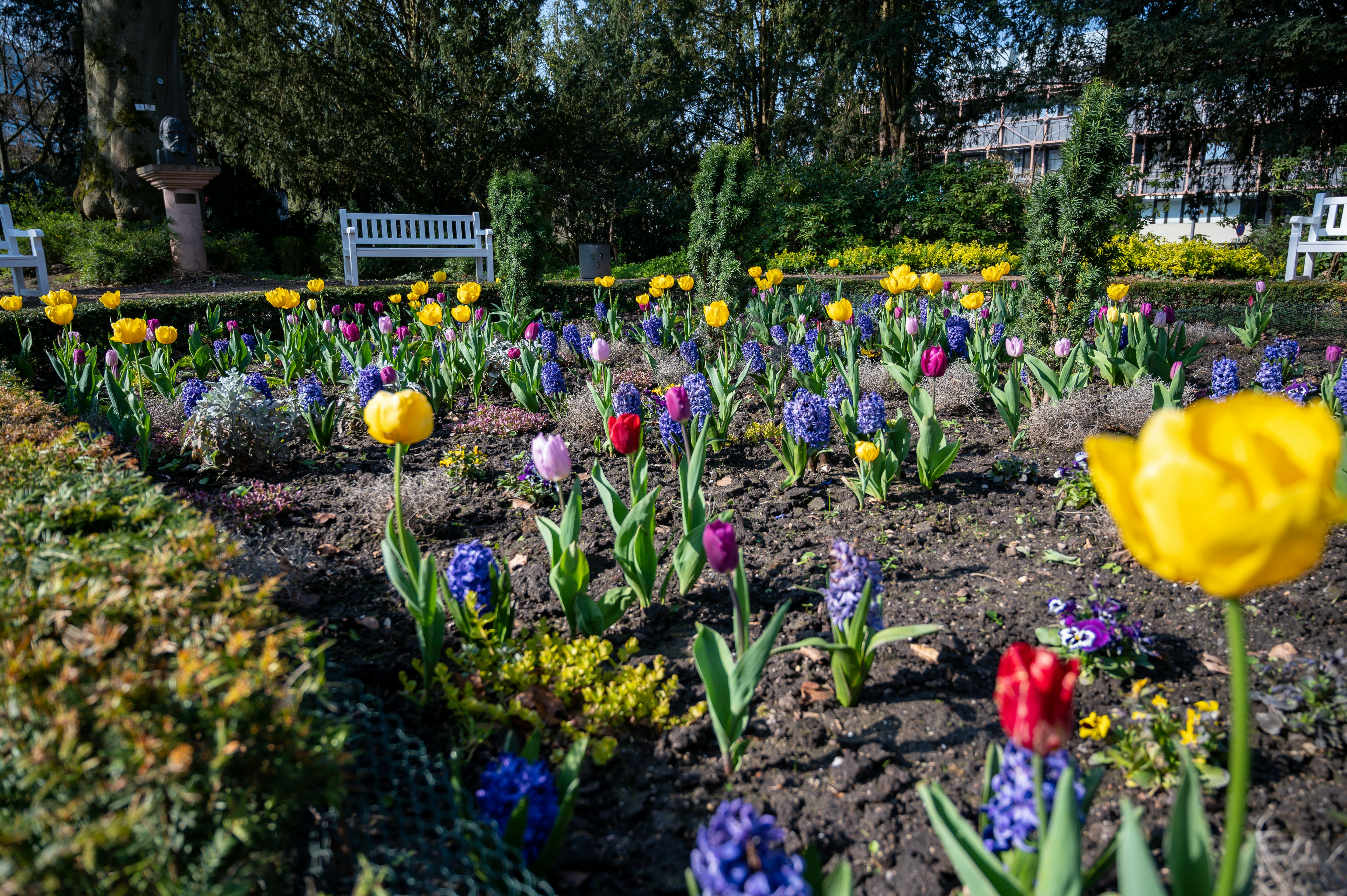 Flower 12 best free flower, wiesbaden, tier and spring photos on Unsplash