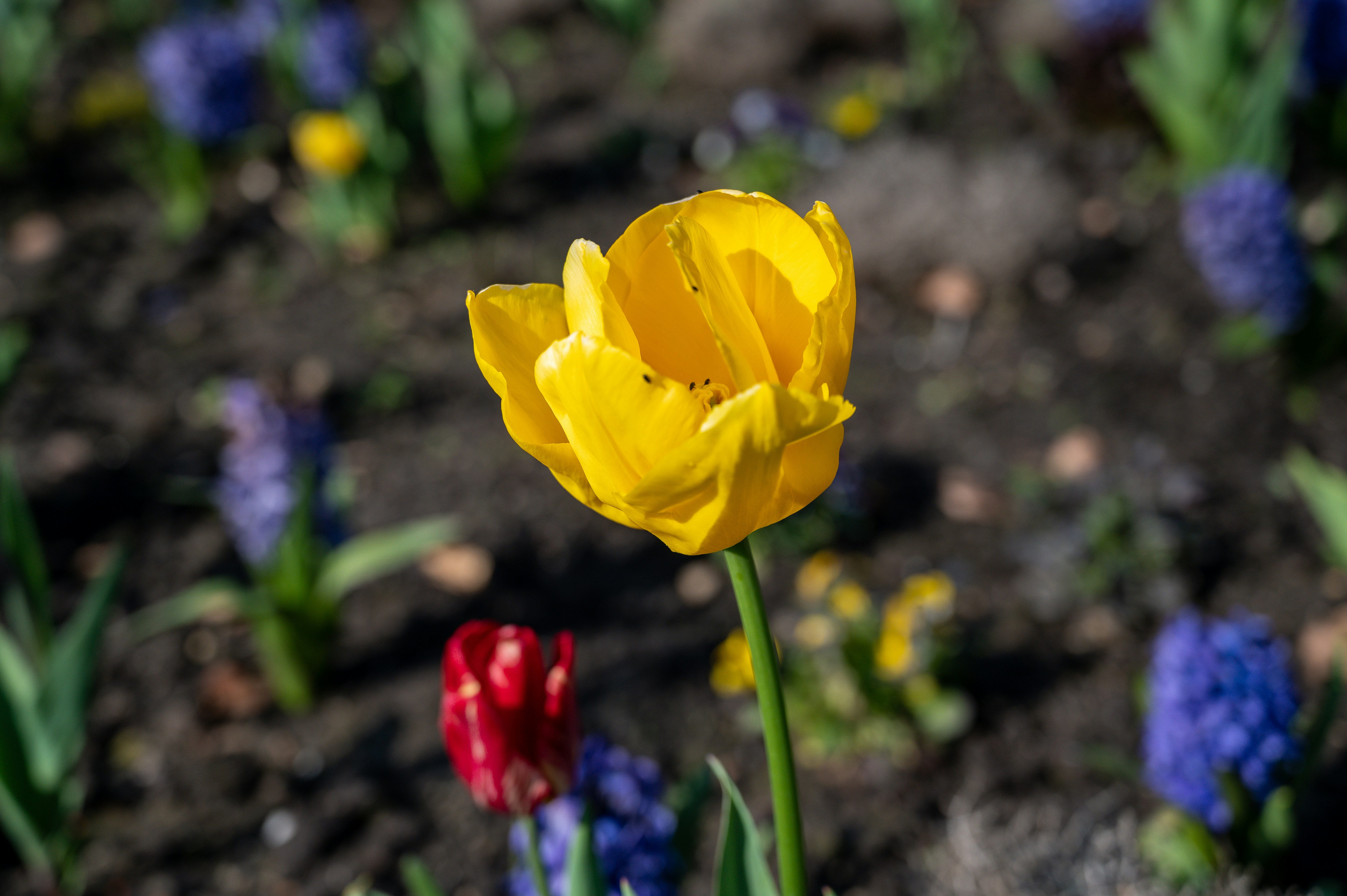 Flower 12 best free flower, wiesbaden, tier and spring photos on Unsplash