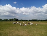 Rows of goats calmly grazing under a clear blue sky.