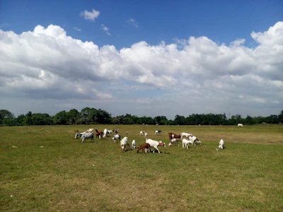 A serene pasture with healthy goats grazing under a clear blue sky.