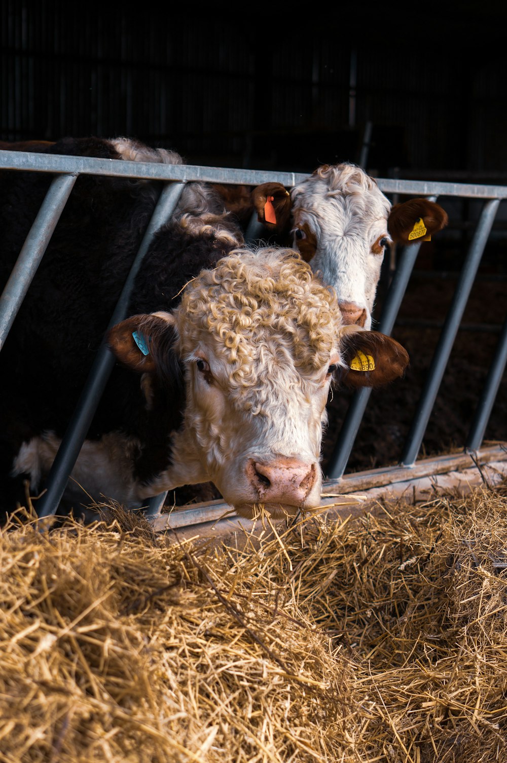 white sheep on white cage