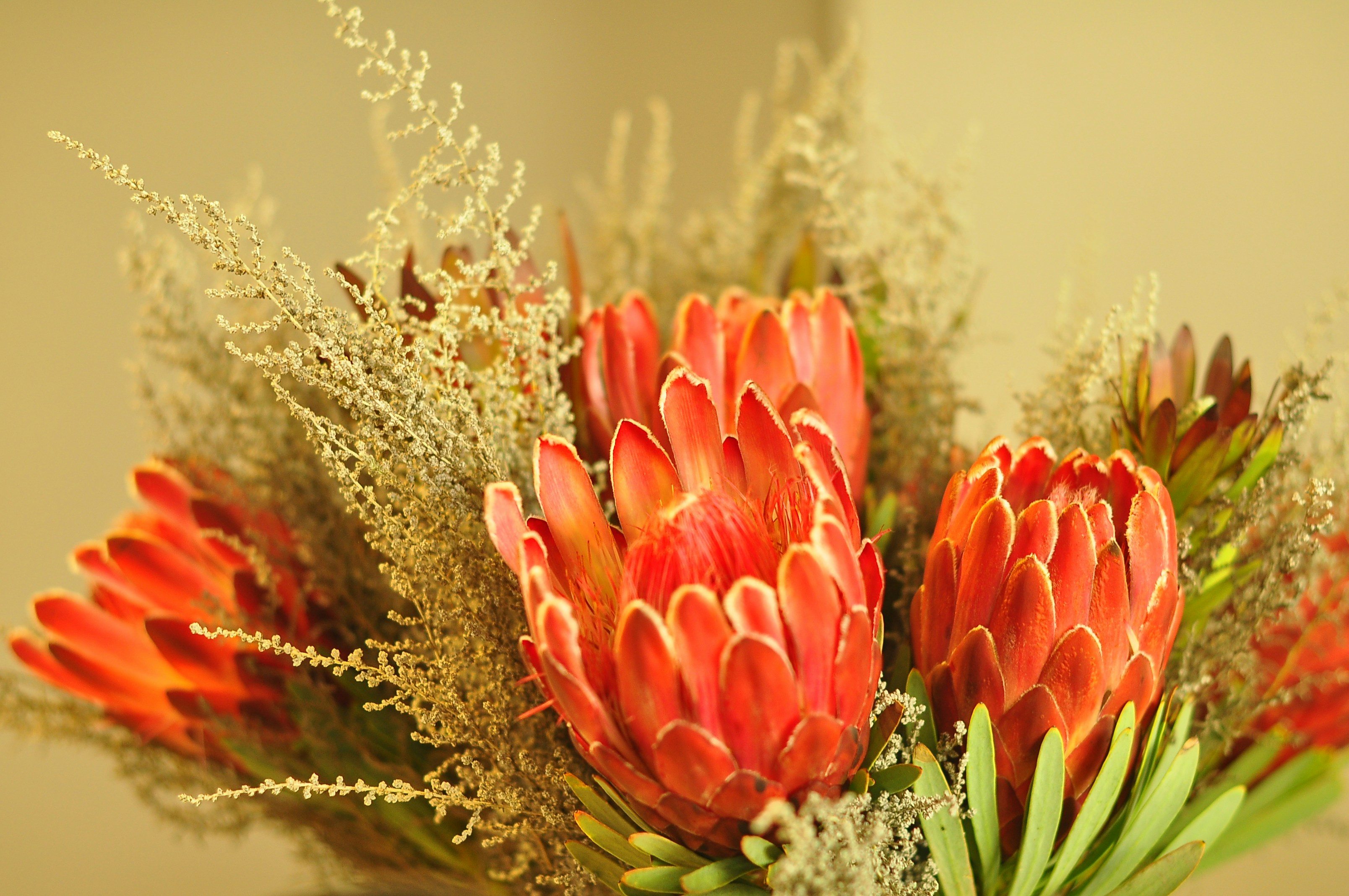 red tulips in bloom during daytime
