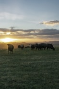 A scenic view of a cattle ranch at sunset.