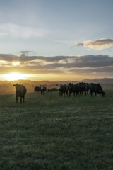 Cowboy tending to healthy cattle in a wide open field at sunset.