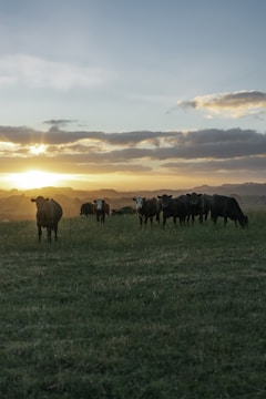 Wide shot of Nelore Pintado cattle grazing peacefully on a green field under a warm sunset sky.