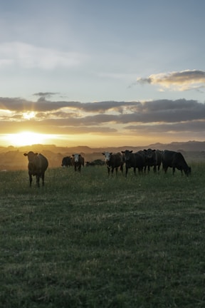 A picturesque sunset over a herd of Murray Grey cattle.