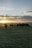 A happy cattle farmer using a tablet in a rural feedlot setting during sunset.