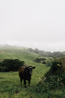 A serene black and white photo of a lone cow standing in a misty field at dawn.