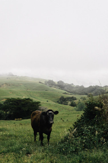 A serene black and white photo of a lone cow standing in a misty field at dawn.