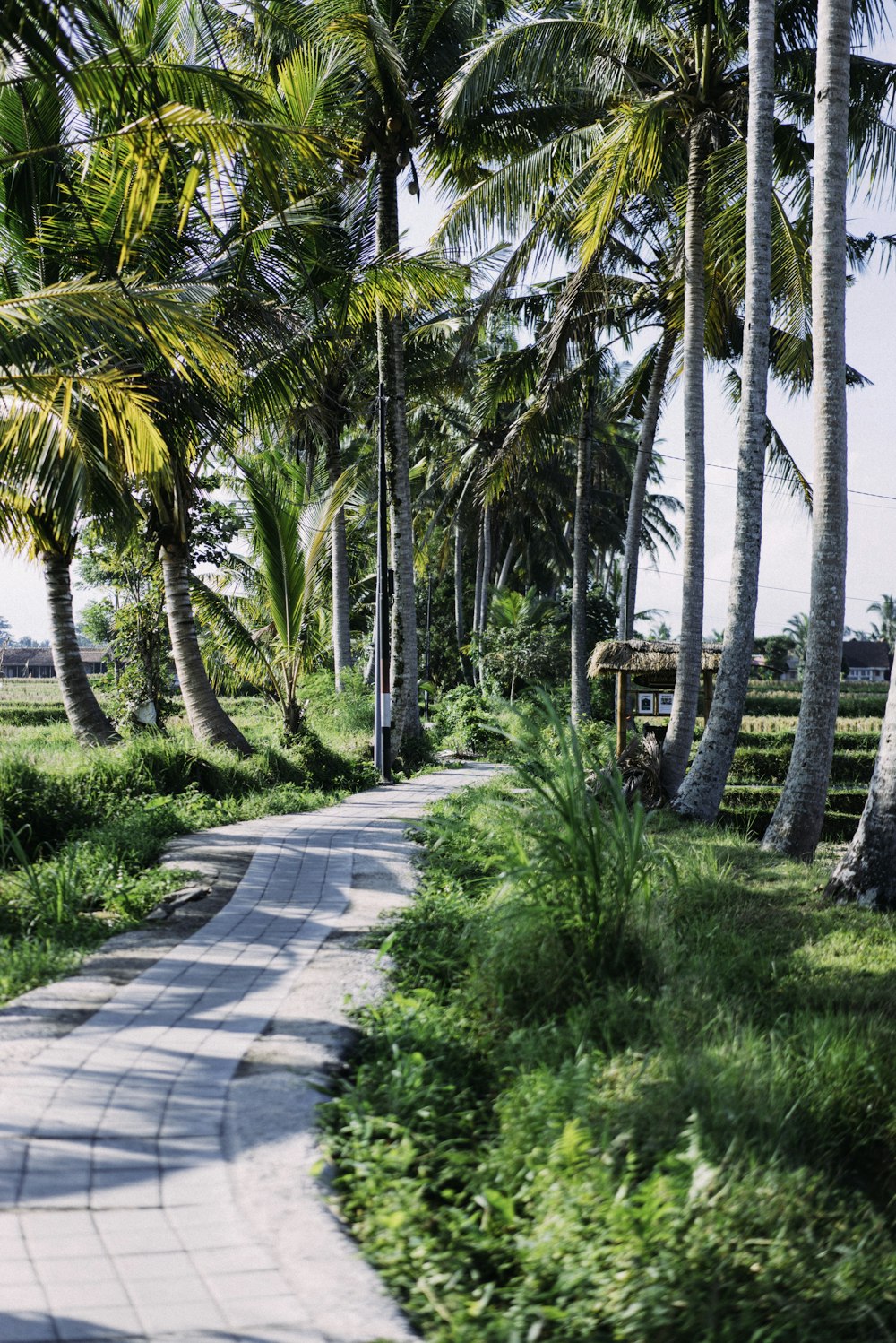 gray concrete road between green palm trees during daytime