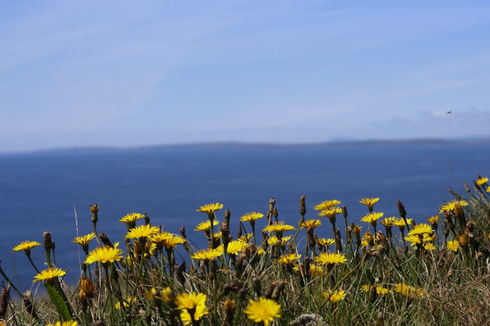 yellow flower field under white sky during daytime