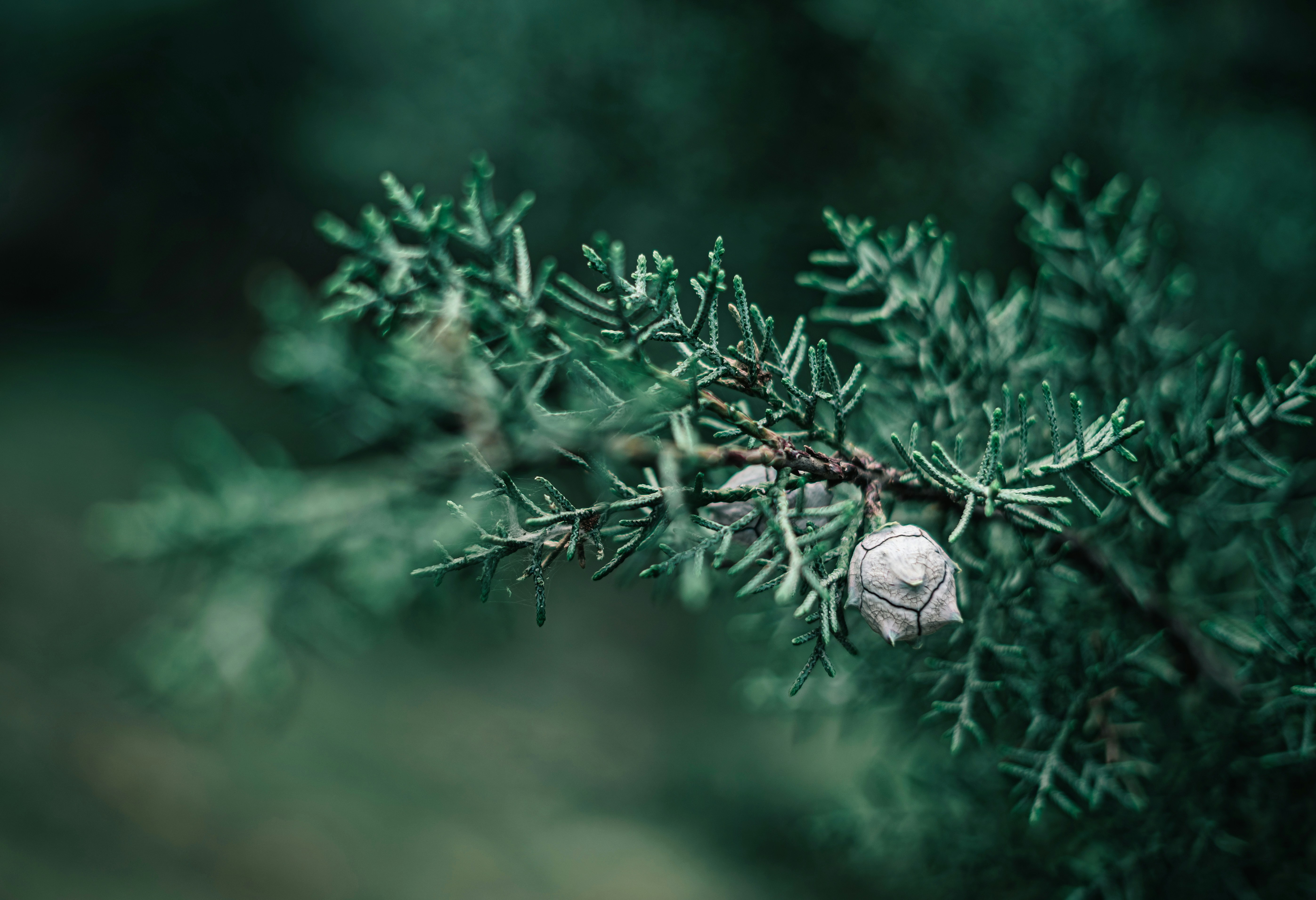 white round ornament on green plant