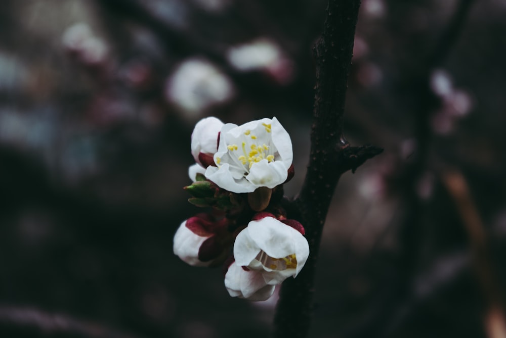 white and yellow flower in close up photography