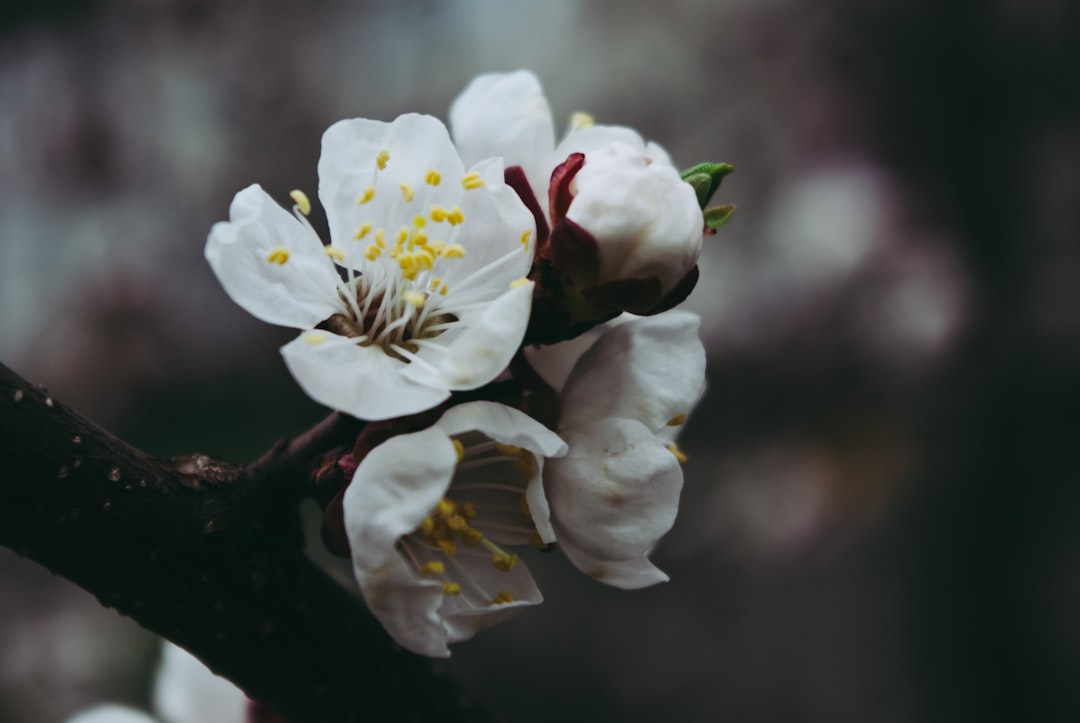 white and yellow flower in tilt shift lens