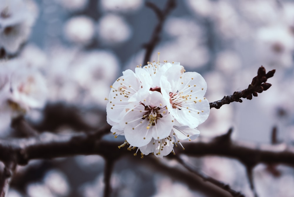 white cherry blossom in close up photography