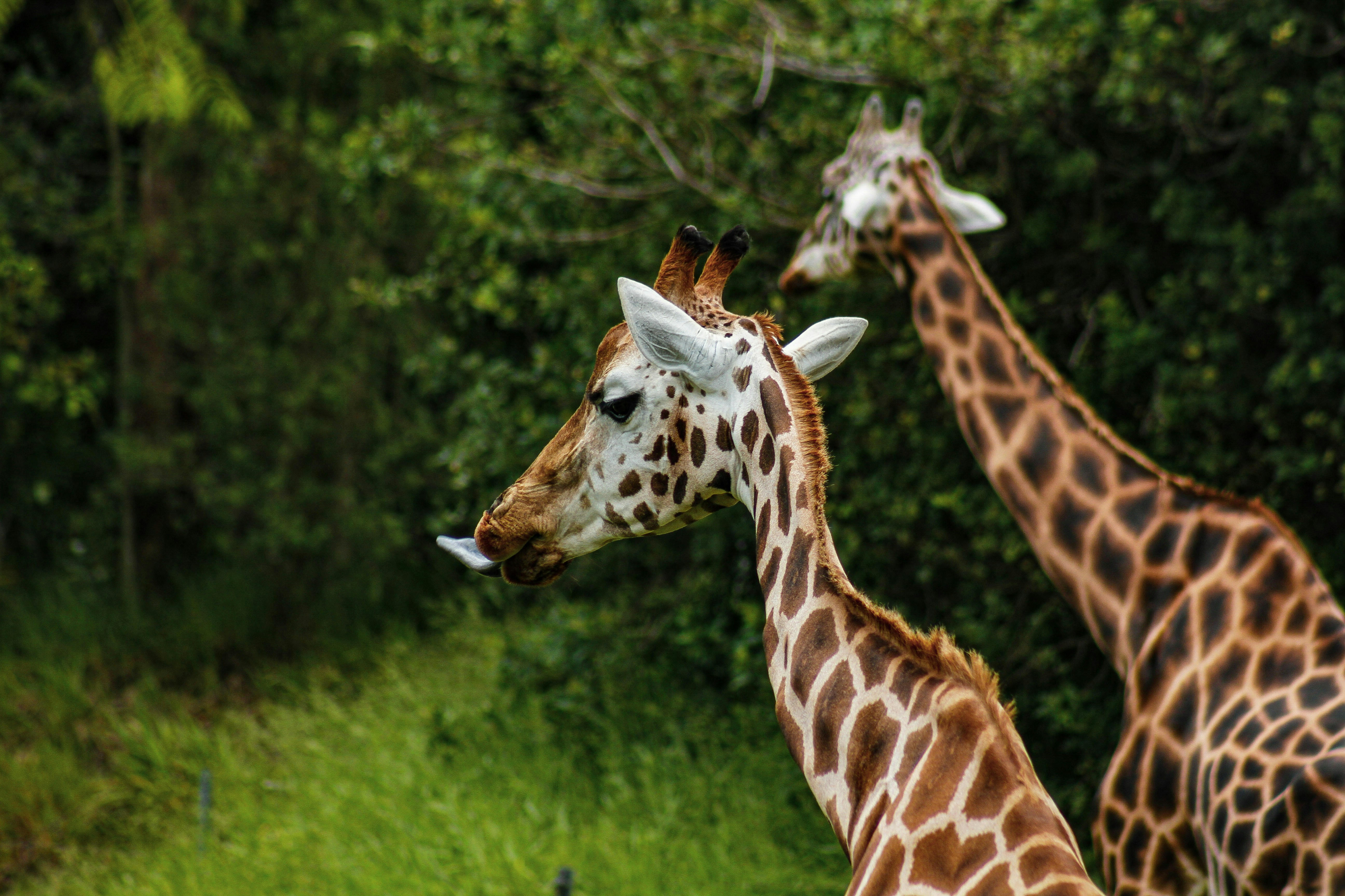 Brown and white giraffe standing on green grass during daytime