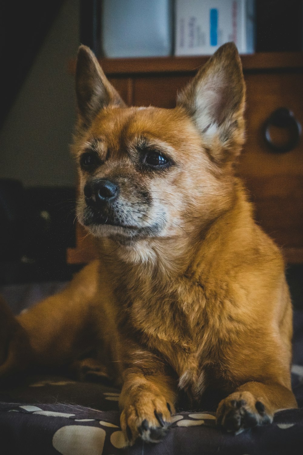 brown and white short coated dog