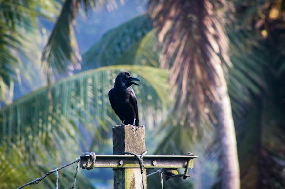 A black crow is perched on a concrete post, surrounded by lush green palm leaves. The crow appears to be cawing, with its beak open. The background is a blur of tropical foliage, creating a natural and serene setting.