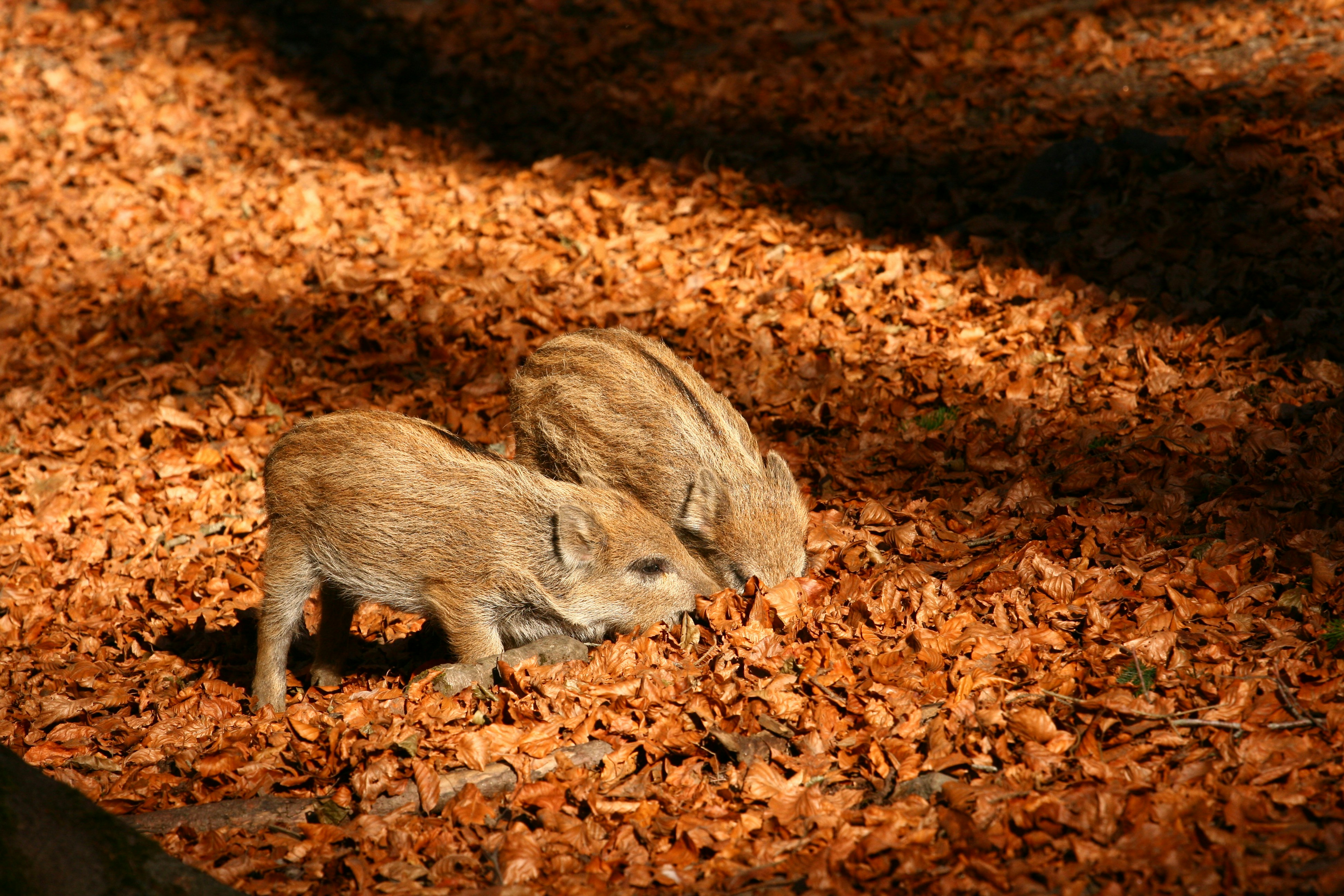 séjour chasse sanglier en Croatie
