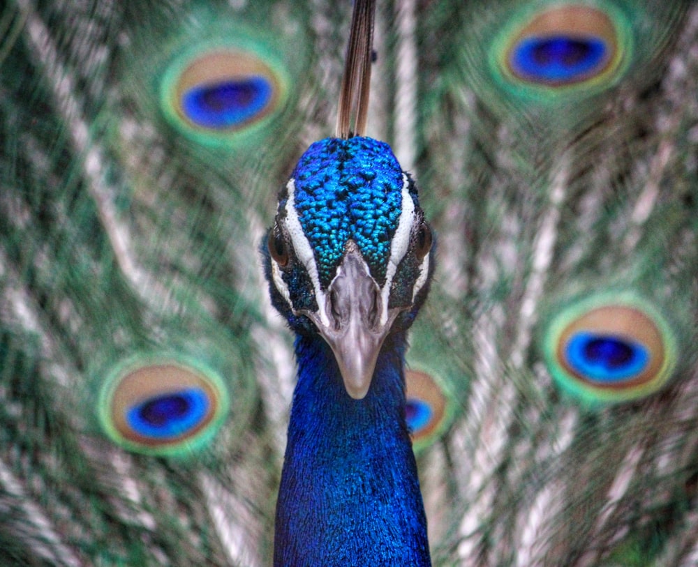 pavão azul verde e marrom