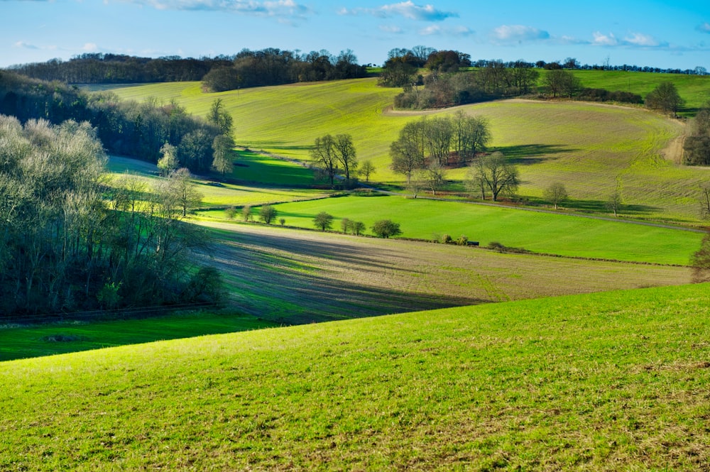 green grass field during daytime