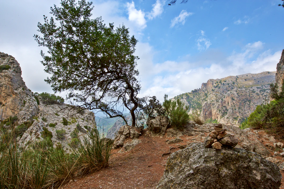 A lone tree and a small cairn on a rocky path at the top of the Barranc de Biniaraix, with cliffs behind