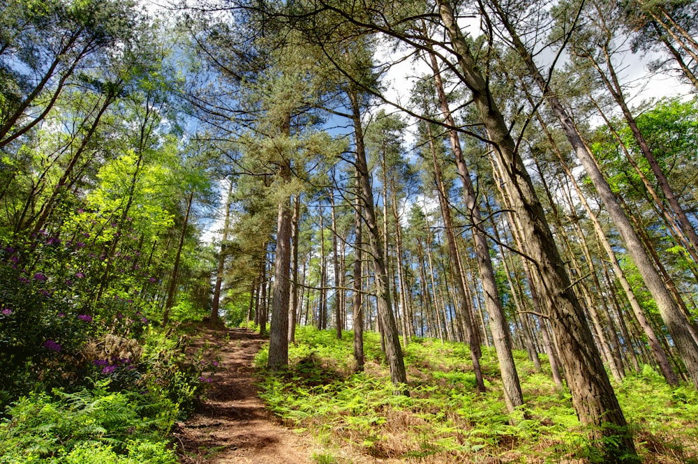 green trees on brown soil