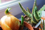 A brown onion with green sprouts growing in a pot is in the foreground, next to a small succulent plant with pointed, textured green leaves. The background shows soft light through a window.